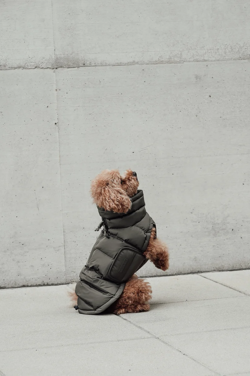 Hundemantel Alaska Light Olive