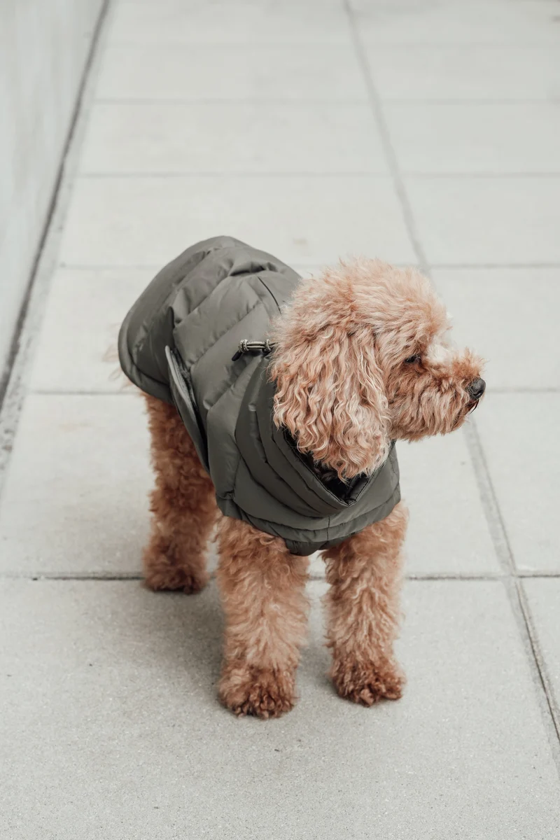 Hundemantel Alaska Light Olive