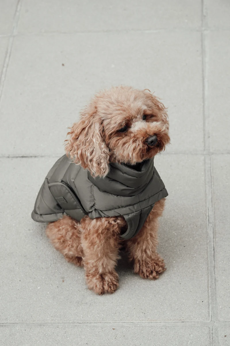 Hundemantel Alaska Light Olive