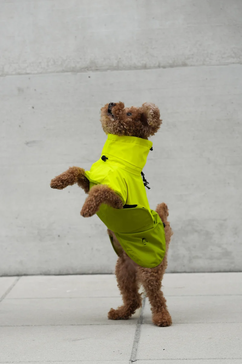 Hunderegenmantel AKTIV Neon Green/Light Olive