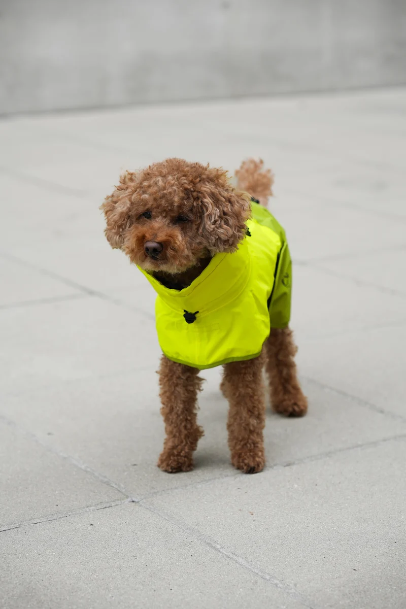 Hunderegenmantel AKTIV Neon Green/Light Olive