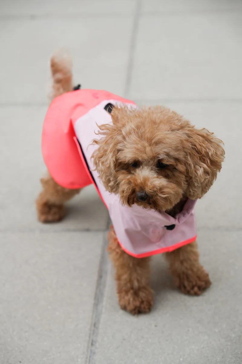 Hunderegenmantel AKTIV Peach/Neon Pink