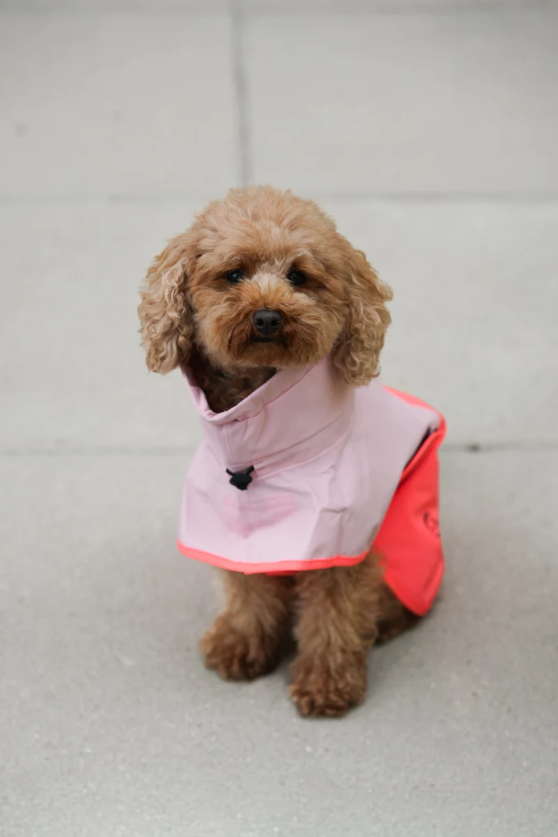 Hunderegenmantel AKTIV Peach/Neon Pink