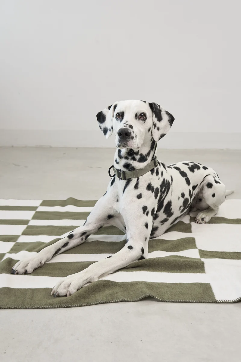Blocco Hundedecke Grolive