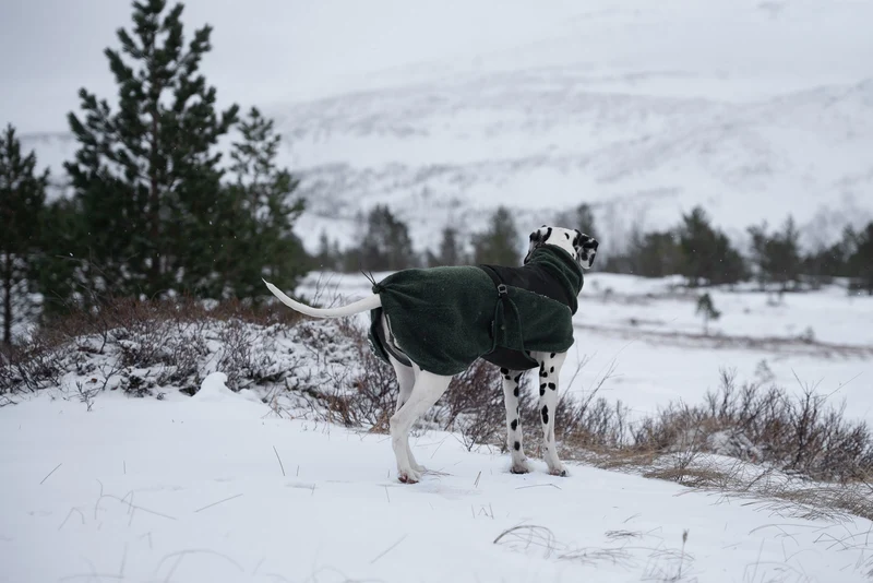 Wool Dog Jacket Dark Teal