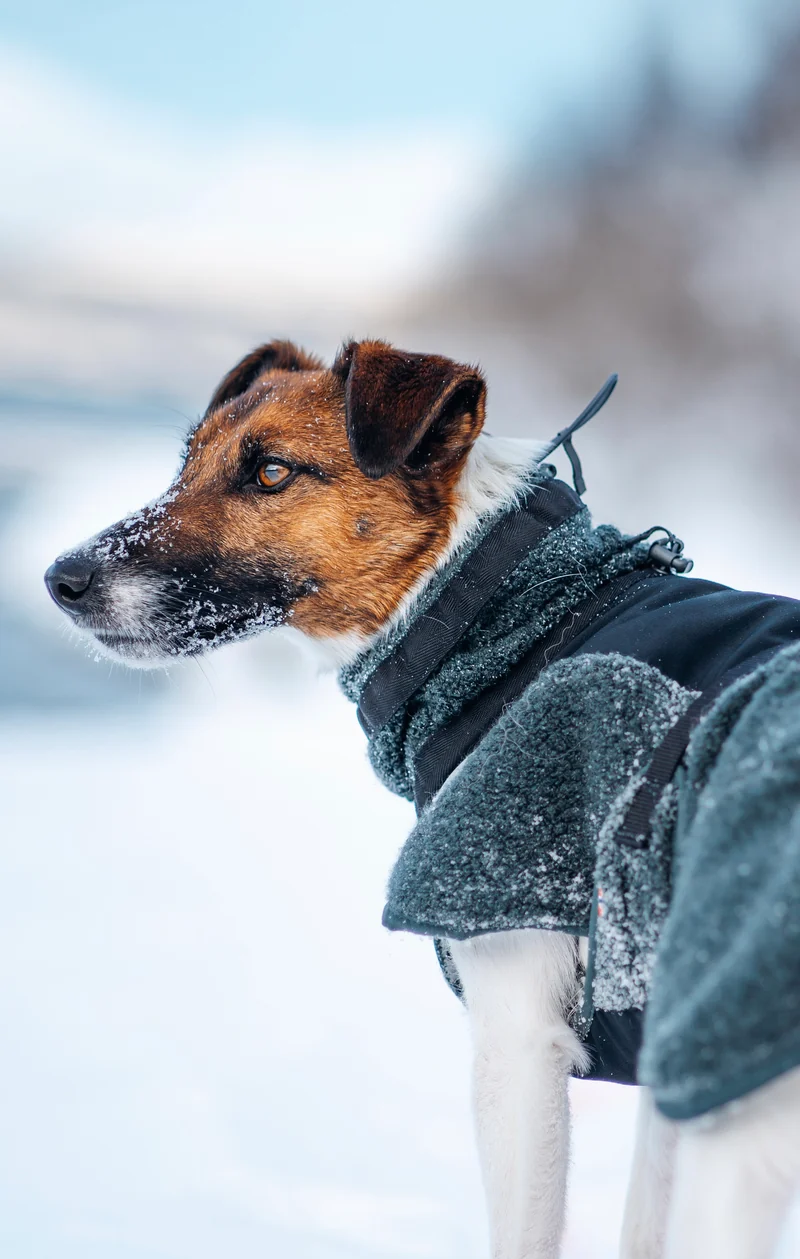 Wool Dog Jacket Dark Teal