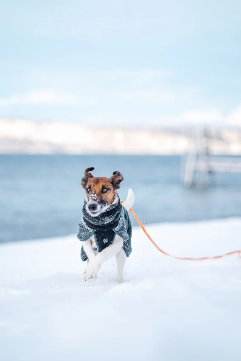 Wool Dog Jacket Dark Teal