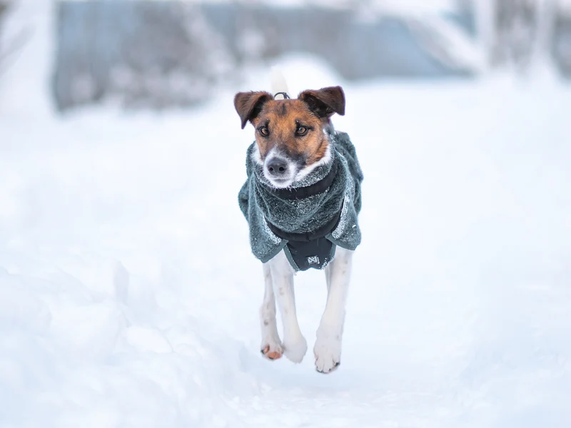 Wool Dog Jacket Dark Teal