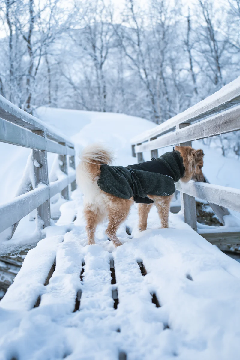 Wool Dog Jacket Dark Teal
