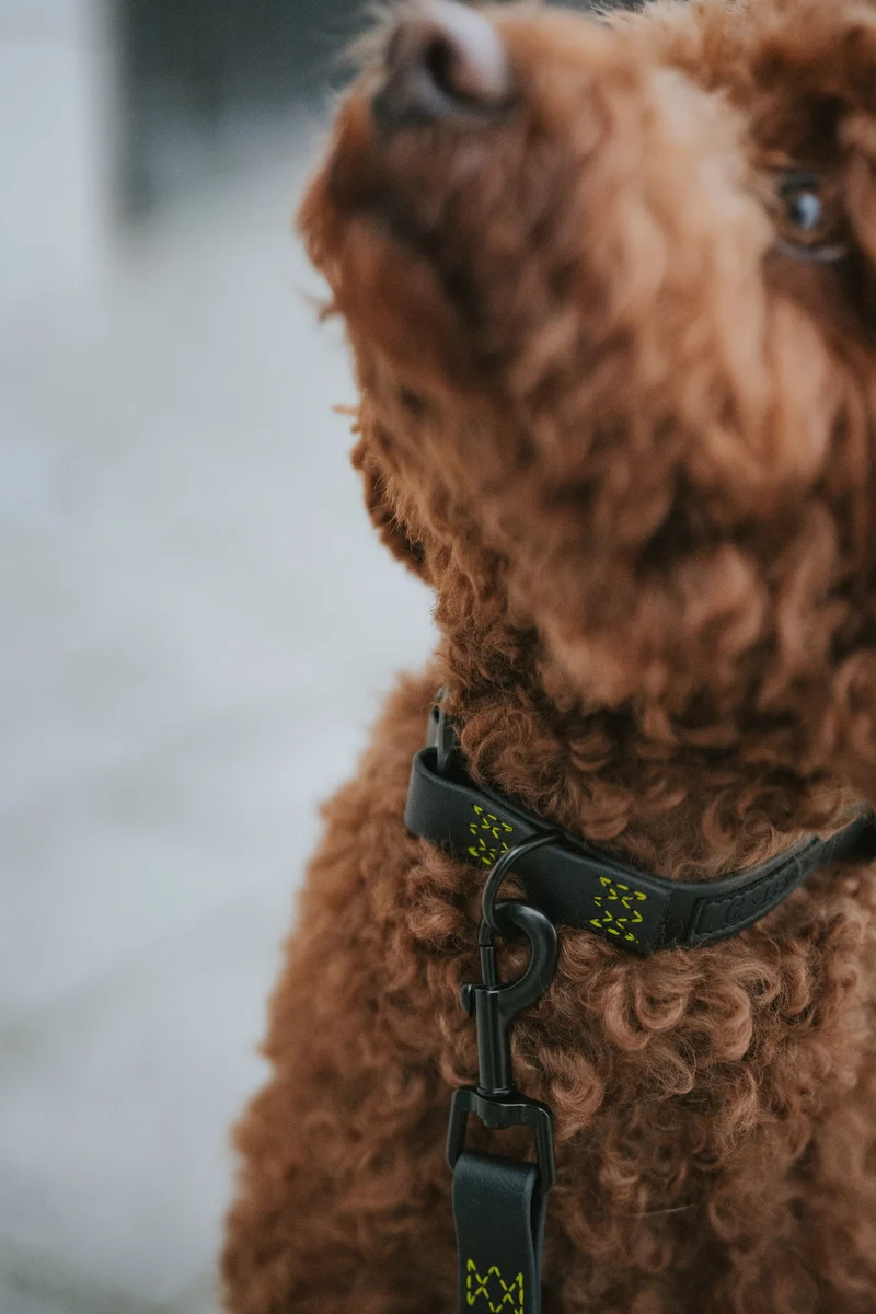 Hundehalsband BioThane Ipanema Black C7 x LEVEY