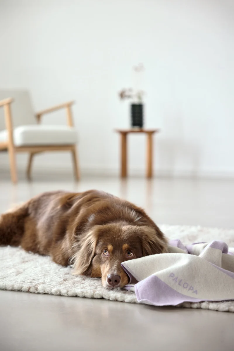 Hundedecke Ida Streifen Rosa Lila