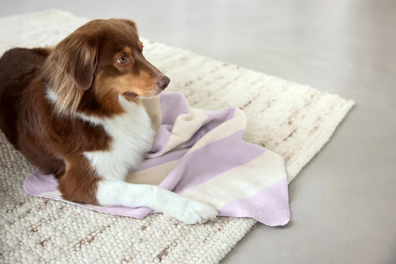 Hundedecke Ida Streifen Rosa Lila