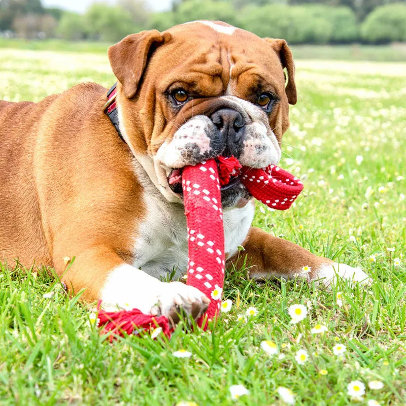 ROGZ - Scrubz | lustiges und interaktives Spielzeug für Deinen Hund