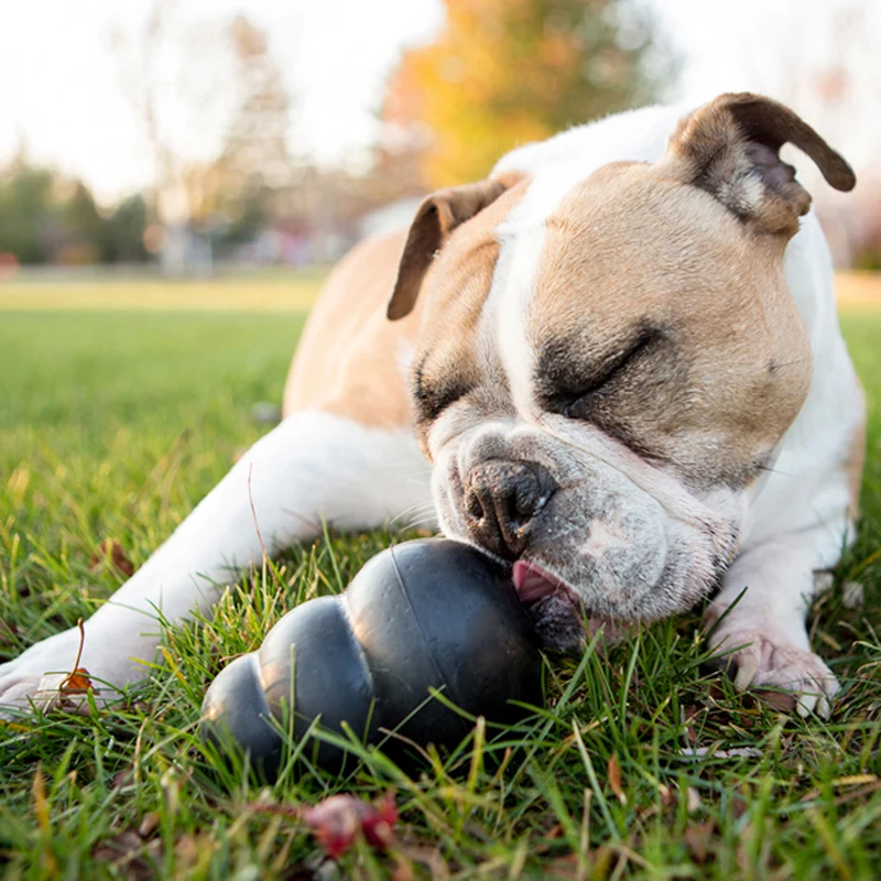KONG - Extreme | Der extra harte Snackball für Deinen Hund