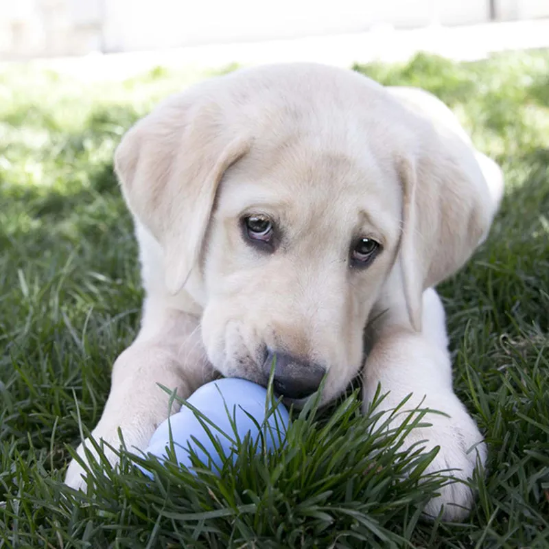 KONG - Puppy | Der erste Snackball Deines Welpen