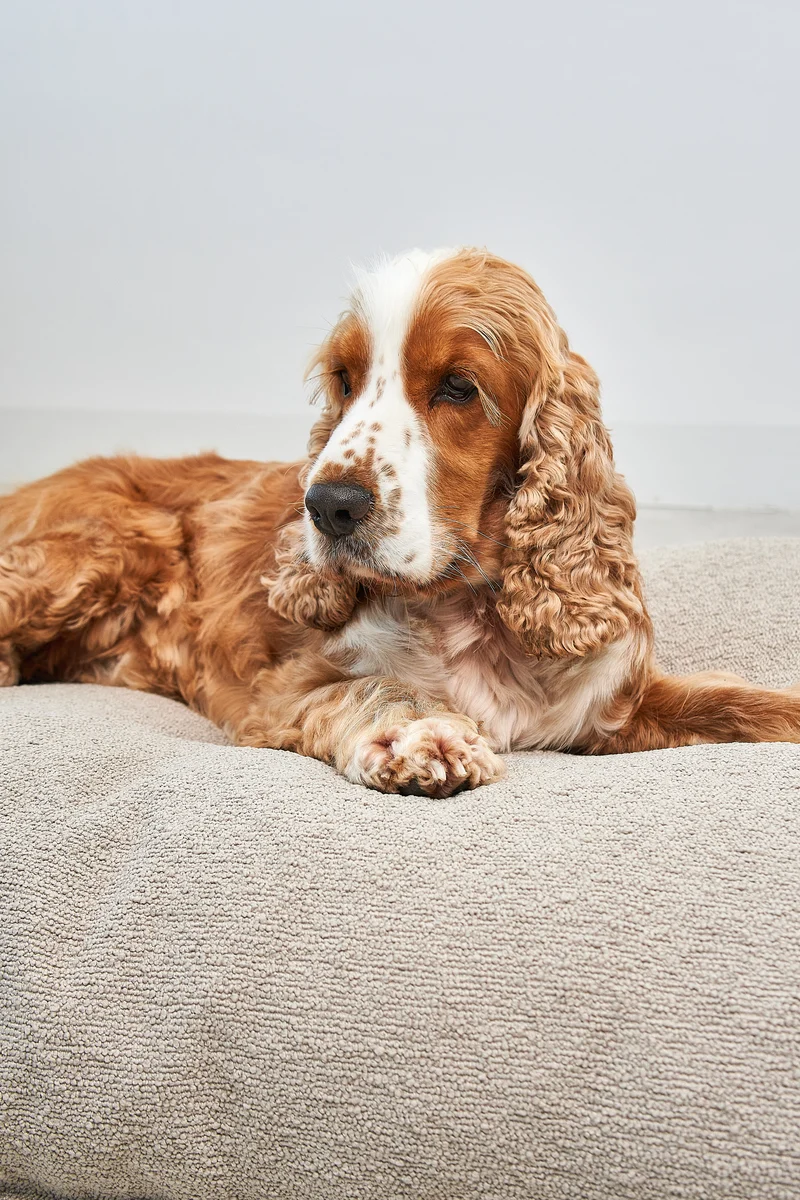 Mondo Hundekissen Cappuccino