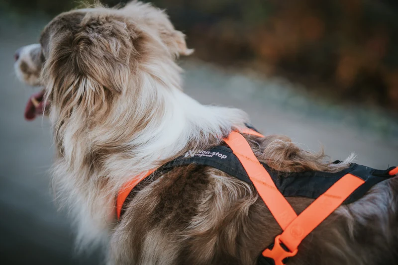 Rush Harness Orange
