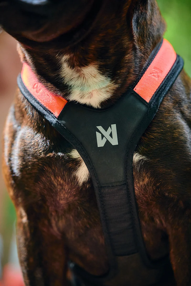 Rush Harness Orange