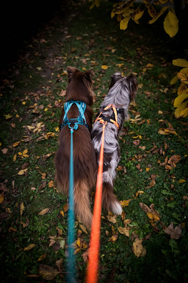 Rush Harness Orange
