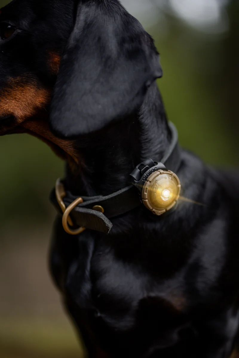 LED Sicherheitslicht Dog Dual Gold
