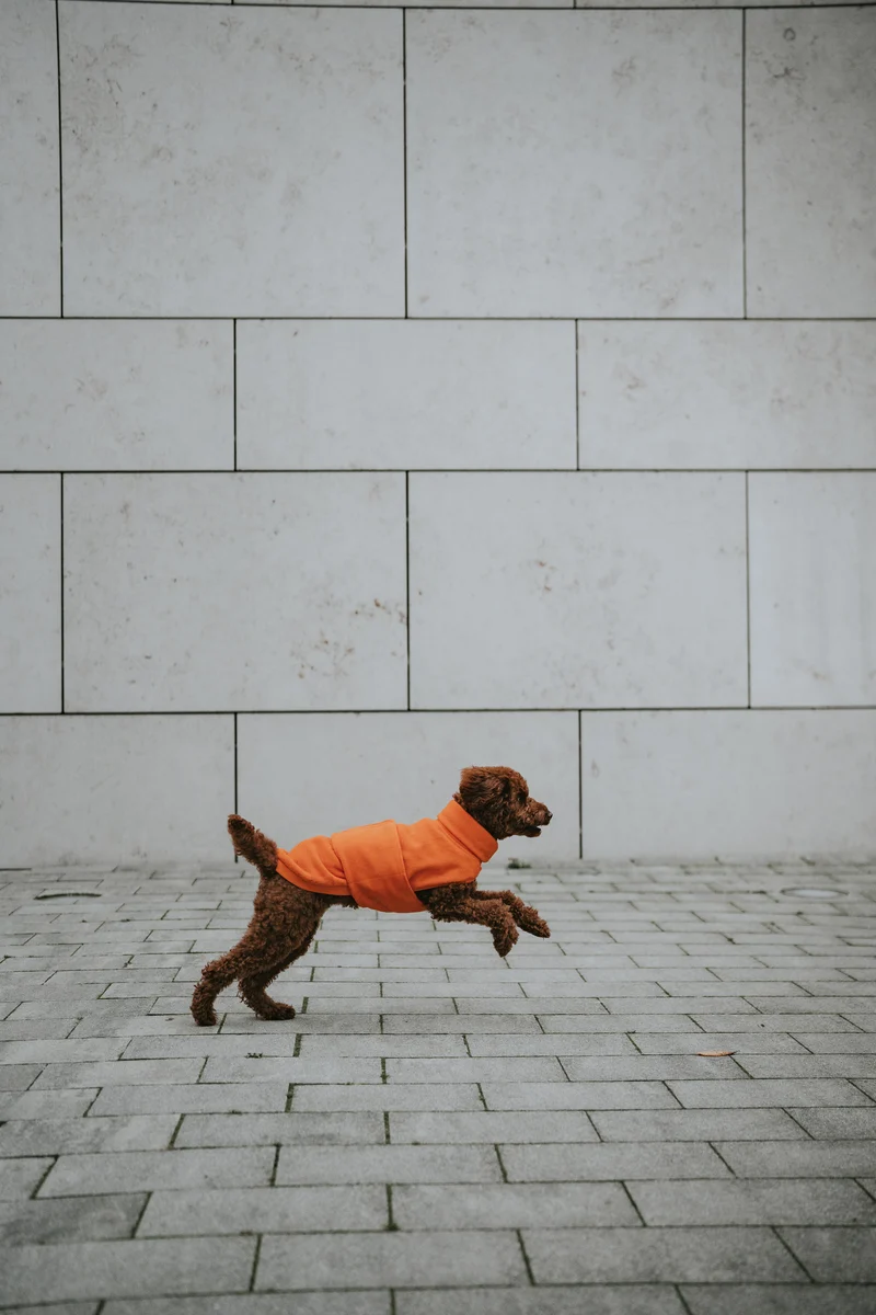 Hundepullover Fleece Derby Orange
