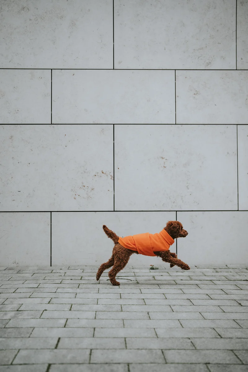 Hundepullover Fleece Derby Orange