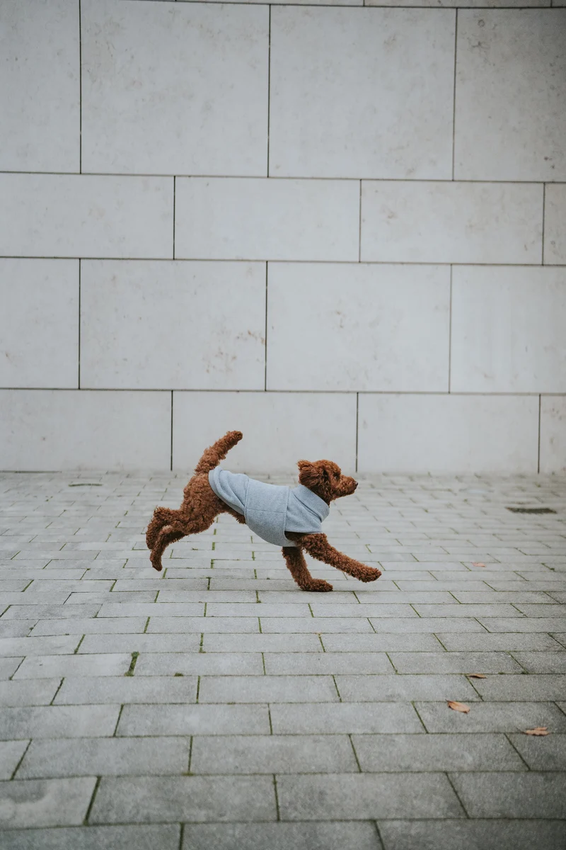 Hundepullover Fleece Derby Light Grey
