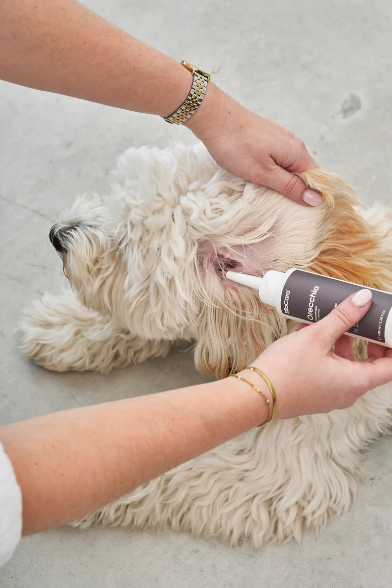 Orecchio Ohrenreiniger