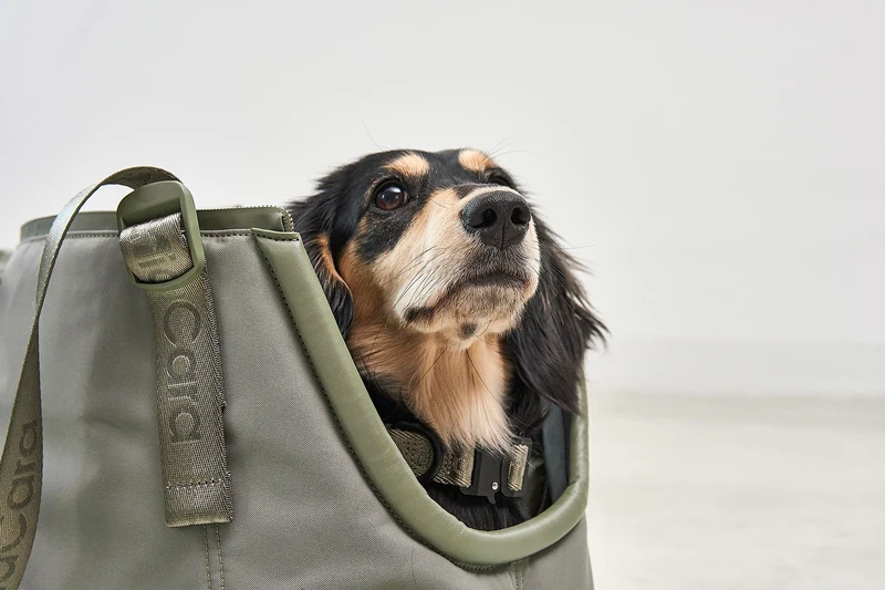 Sporta Hundetragetasche Grolive
