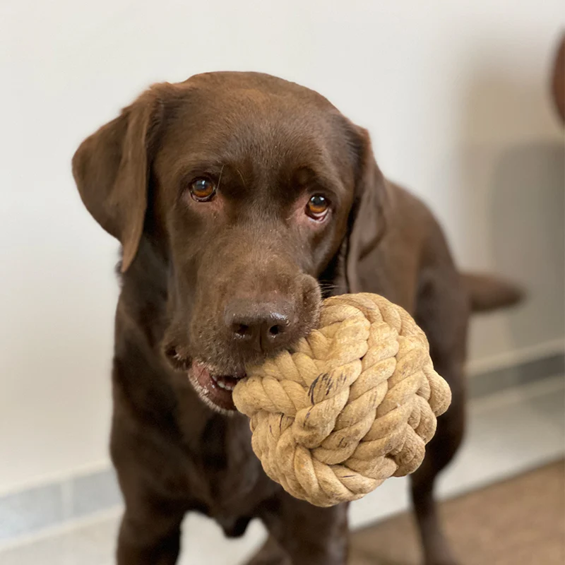 Tauball | Super robustes Spielzeug für Deinen Hund