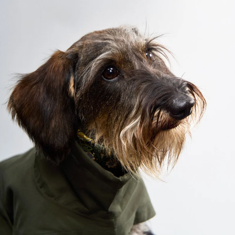 Hunderegenmantel Dackel Dublin 2.0 Dark Olive