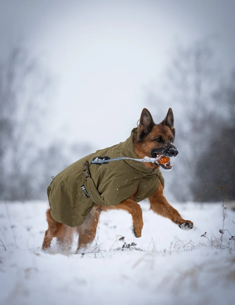 Glacier Dog Jacket WD