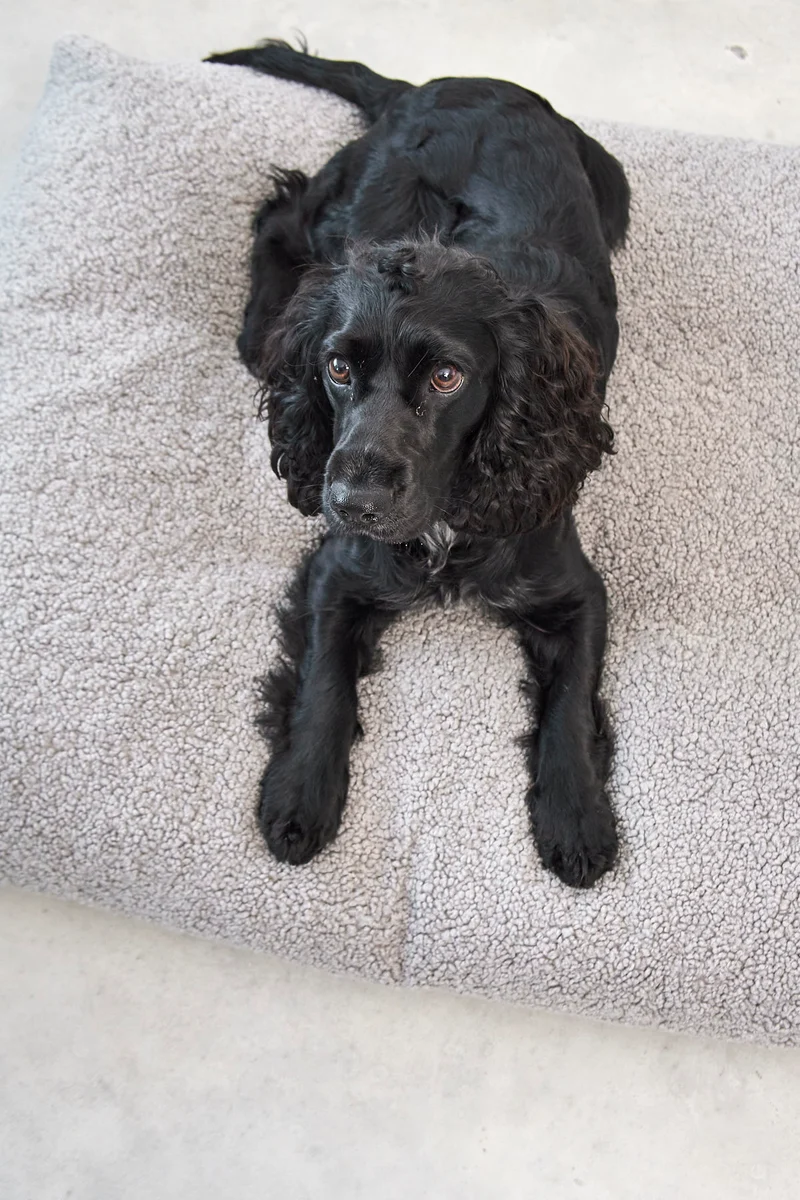 Senso Hundekissen Kiesel