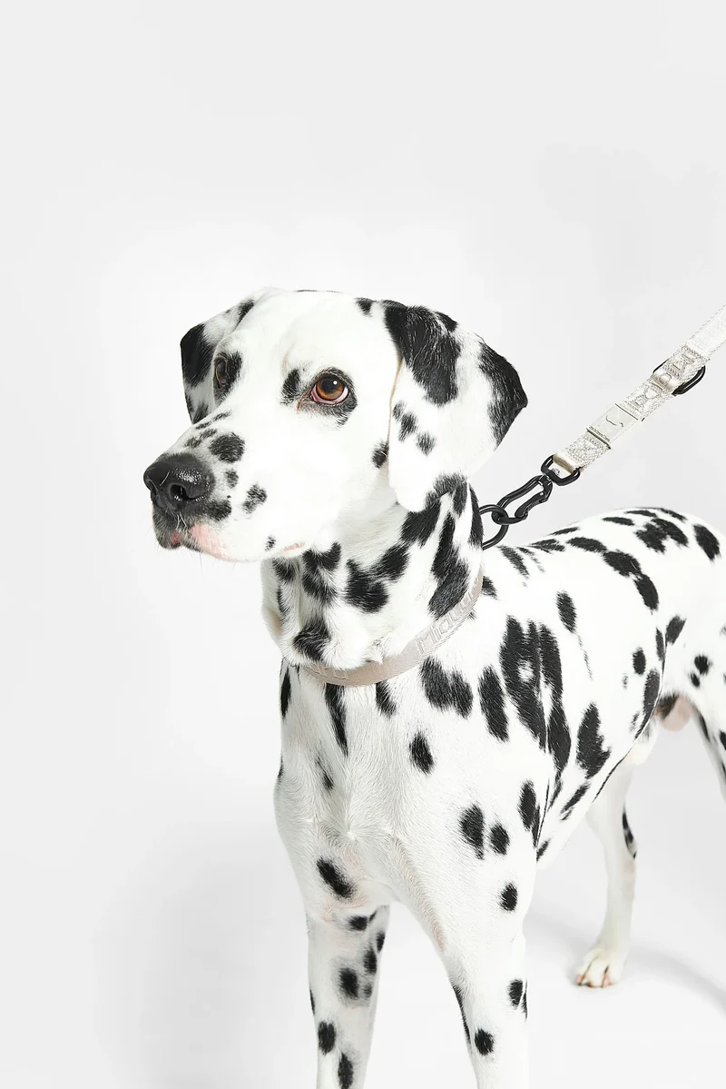 Modena Hundehalsband Greige