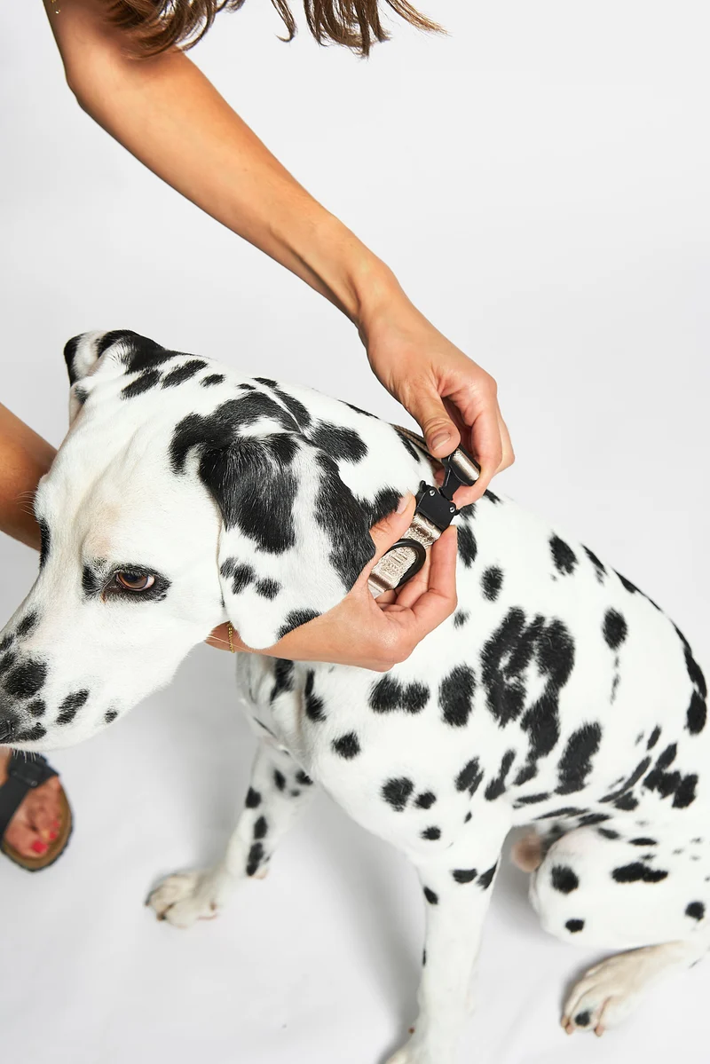 Modena Hundehalsband Greige
