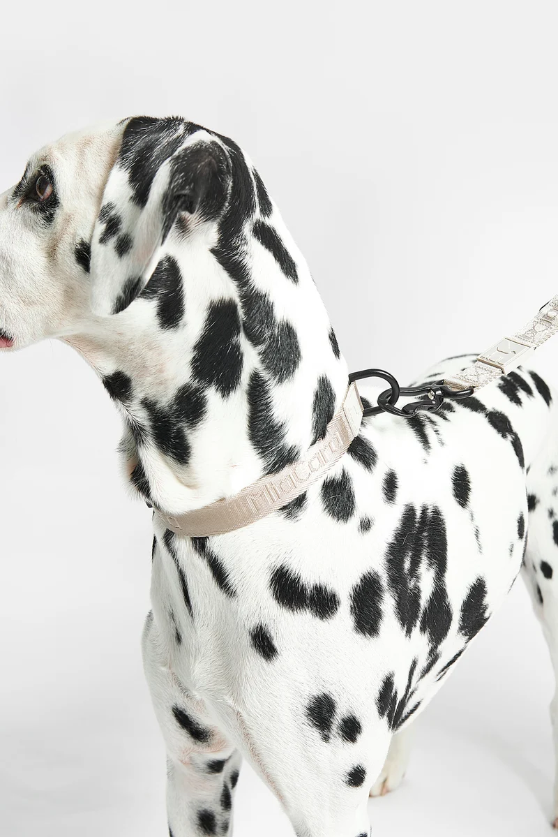 Modena Hundehalsband Greige