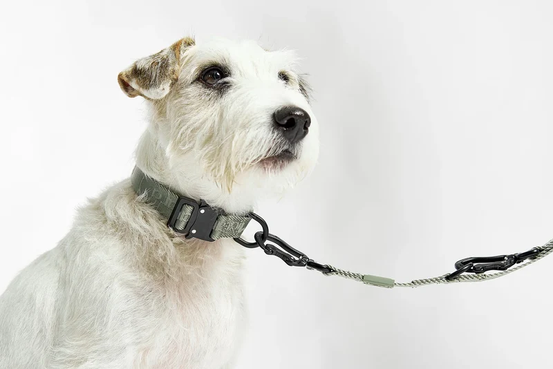 Modena Hundehalsband Grolive