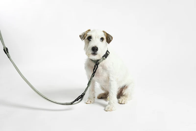 Modena Hundehalsband Grolive