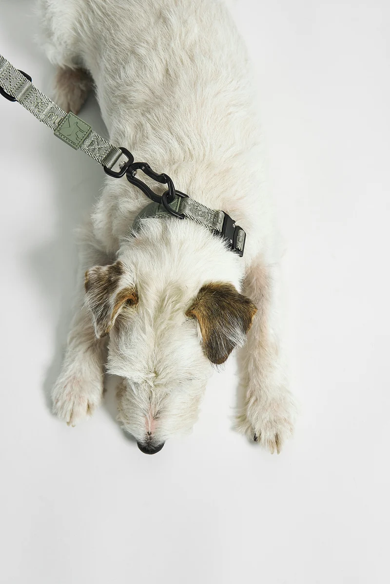 Modena Hundehalsband Grolive