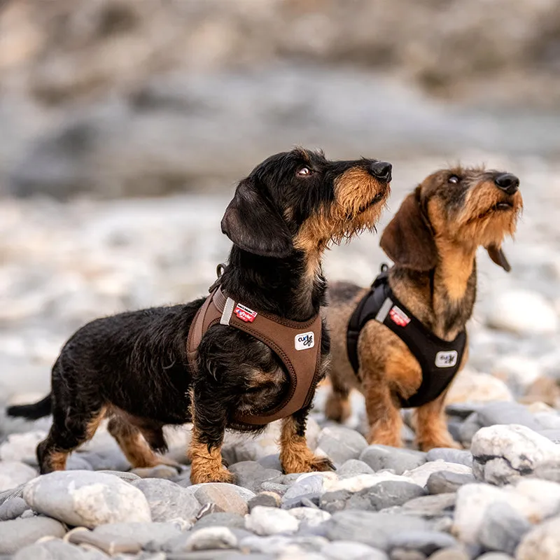 CURLI - Vest Clasp Softshell | Hundegeschirr (NEU 2022)