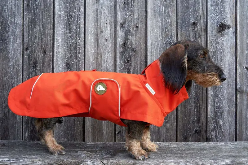 Vêtement Teckel Sangle Imperméable Citrouille