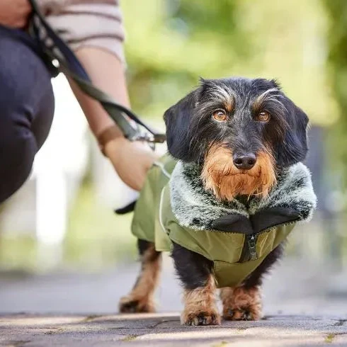 Vêtement Teckel Manteau Imperméable Amundsen