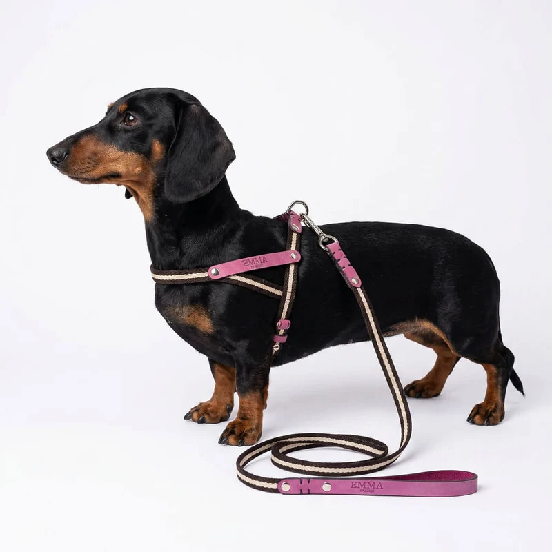 Sellerie Teckel Harnais Tissu & Nubuck (fuschia)