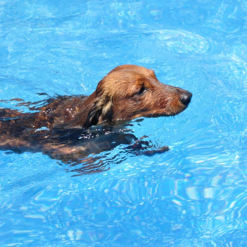 Piscine pour Chien Pliable