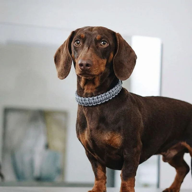 Sellerie Teckel Collier Touch Gris