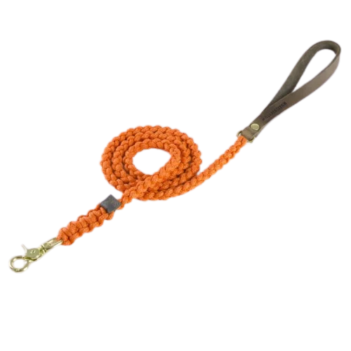 Sellerie Teckel Collier Touch Citrouille