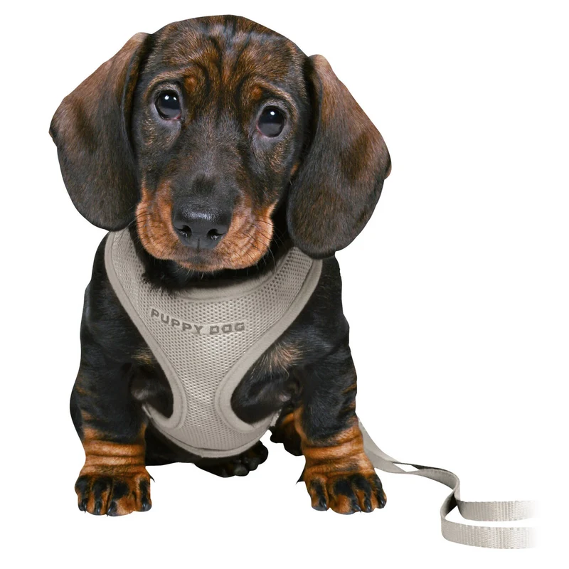 Junior Welpen Softgeschirr Set mit Leine