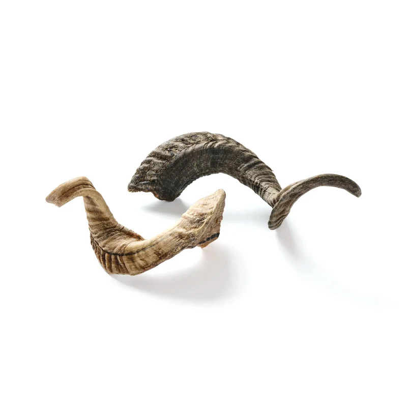 Ziegen-Horn