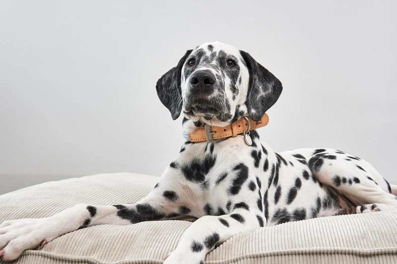 Cordo Hundekissen Greige