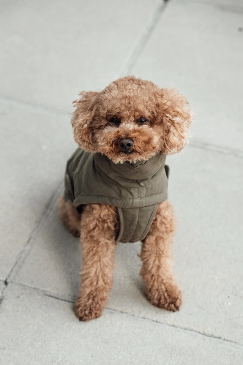 Hundemantel Winter Yukon Teddy Khaki
